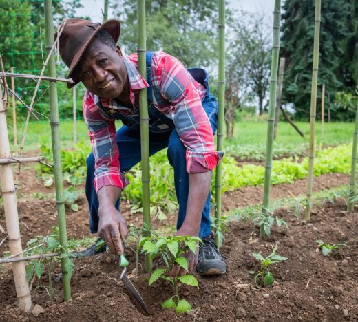 Jamaican farmer in plaid shirt and hat kneels to plant seedlings in a well tended field, symbolizing agricultural growth and sustainability through WILCO Finance business loans.